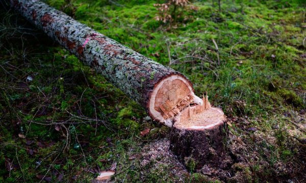 Manche würden die EU-Entwaldungsverordnung gerne zum Fallen bringen. (Symbolbild) - © Philipp Schulze/dpa