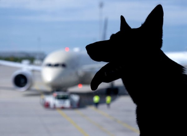 Der Europäische Gerichtshof urteilte zum Schadenersatz wegen eines verlorenen Haustiers auf einer Flugreise. (Symbolbild) - © Sven Hoppe/dpa