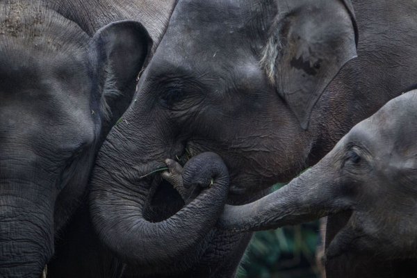 Tödliche Angriffe von Elefanten auf Menschen sind laut Behörden selten auf Sumatra, doch sie geschehen. (Symbolbild) - © picture alliance / Afriadi Hikmal/ZUMA Wire/dpa