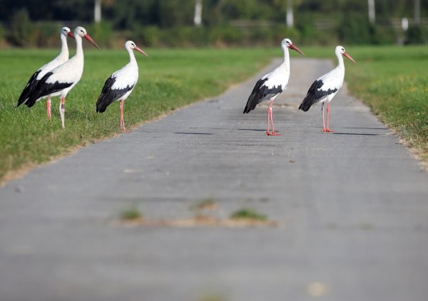 Ein kleiner Ort unweit vom Bodensee leidet unter den Vögeln (Symbolbild). - © Thomas Warnack/dpa