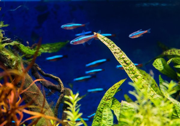 Kleine Fische im kleinen Becken - das muss doch gehen? Nein, sogenannte Nanoaquarien sind in der Regel kein artgerechtes Zuhause für sie. - © Andrea Warnecke/dpa-tmn