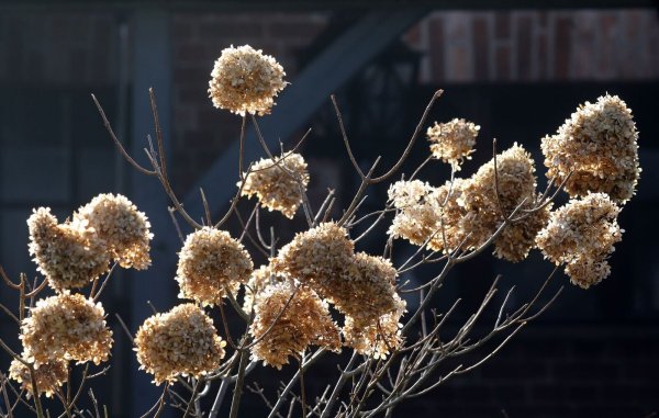 Auch verblüht haben sie noch ihren Reiz: Hortensienblüten im Herbst. - © Bernd Wüstneck/dpa-Zentralbild/ZB