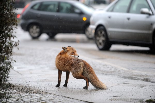Was macht man, wenn man einem Fuchs im Wohngebiet begegnet? - © Jörg Carstensen/dpa/dpa-tmn