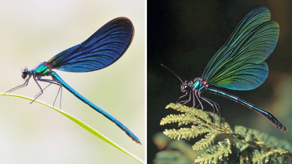 Die Kombo zeigt links ein Foto einer Blauflügel Prachtlibelle, fotografiert von Sebastian Hennigs. Rechts ist ein KI-generiertes Motiv, das auch eine Blauflügel Prachtlibelle darstellen soll, KI-generiert von Matthias Neumann. Das KI-Bild rechts ist fehlerhaft. Insekten haben beispielsweise nur sechs Beine. - © S. Hennigs/M. Neumann/Heinz Sielmann Stiftung/dpa
