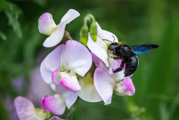 - © Jonathan Fieber/igreen/dpa