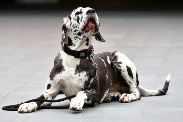 Dogge - © Foto: Daniel Karmann/dpa/dpa-tmn