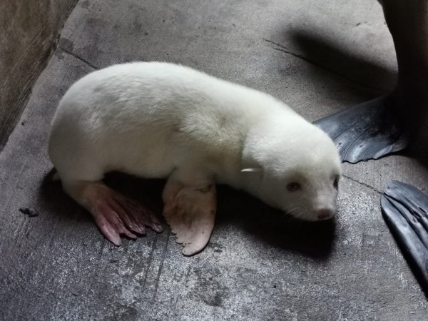 Seebärenbaby - © Foto: ---/Hagenbeck/dpa