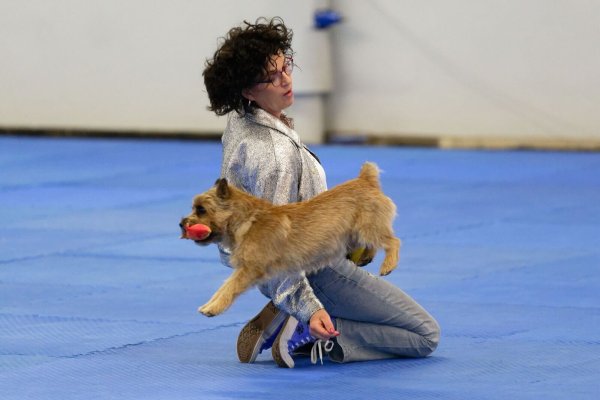 Auch dieses Jahr zeigen mehrere Mensch-Hund-Teams bei der Deutschen Meisterschaft ihr Können (Archivbild) - © Henning Kaiser/dpa