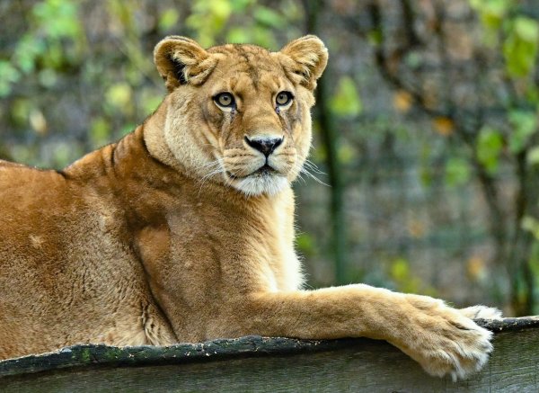 Gibt es für die fünf verbleibenden Löwen noch Hoffnung? (Archivbild) - © Patrick Pleul/dpa