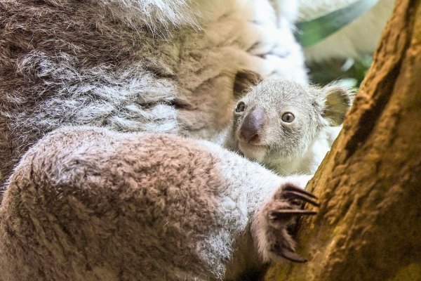 Ein kleines Koala-Jungtier wächst im Zoo Leipzig heran. - © Jennifer Brückner/dpa