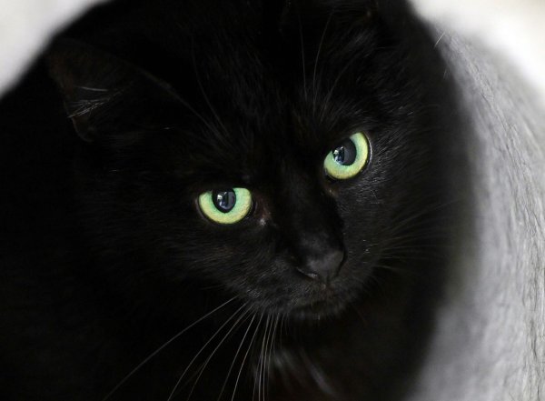 Bis zum 1. November dürfen im städtischen Tierheim der katalanischen Gemeinde keine schwarzen Katzen vermittelt werden. (Symbolbild) - © Soeren Stache/dpa