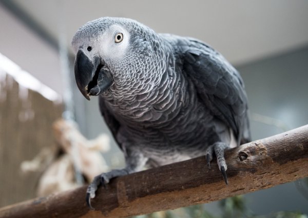 Tanzende Vögel beobachten - © Foto: Alexander Heinl