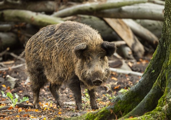 Mehr als 1800 Tonnen Wildfleisch stammen aus NRW-Revieren - © Foto: Christophe Gateau/dpa