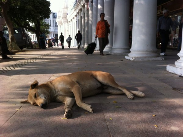 Tollwut in Indien - © Foto: Doreen Fiedler