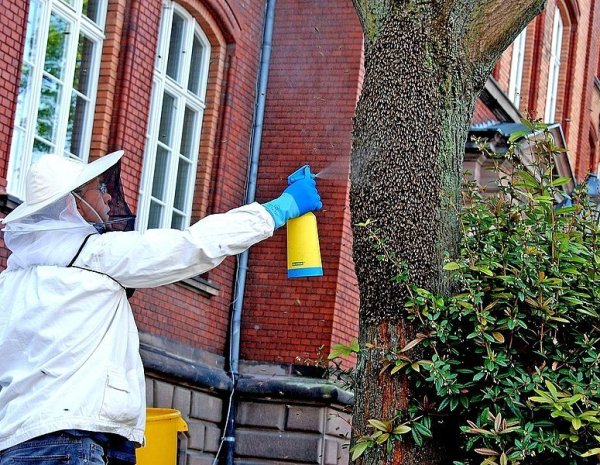 "Das hält sie zusammen", sagte Imker Hubert Otto. Danach konnte er sie in einen Behälter fegen. - © FOTO: THOMAS KUBE
