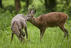 Liebestolles Reh- und Damwild gef&auml;hrdet Autofahrer. - &copy; FOTO: DPA