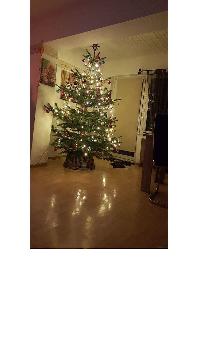 Weihnachtsbäume in Lippe