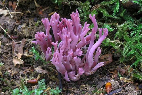 Die Amethystfarbene Wiesenkoralle ist hübsch anzusehen - essbar ist sie nicht. - © Matthias Theiss