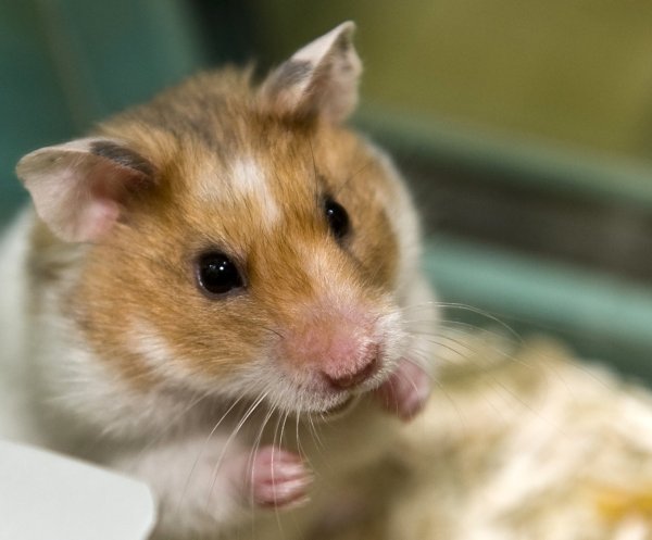 Goldhamster - © Foto: Jens Schierenbeck