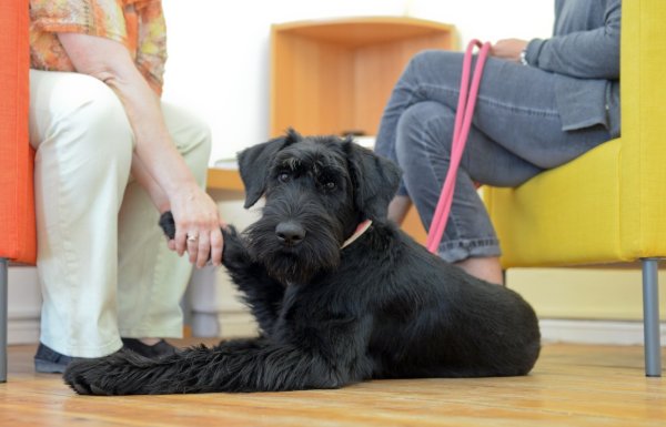 Therapiehund - © Foto: Britta Pedersen/dpa-Zentralbild/dpa