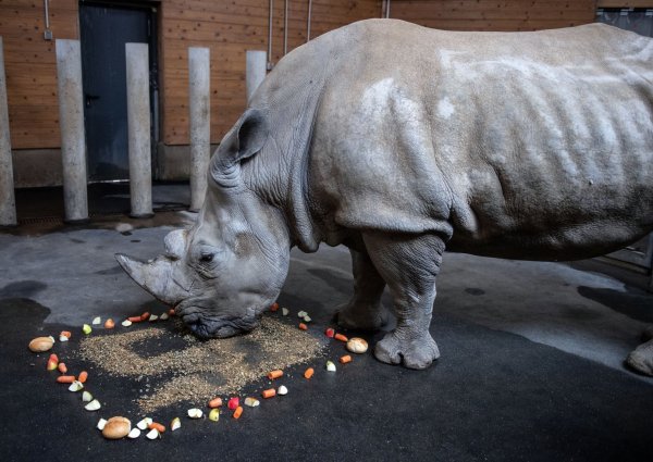 Ältestes Nashorn Deutschlands - © Foto: Bernd Thissen/dpa