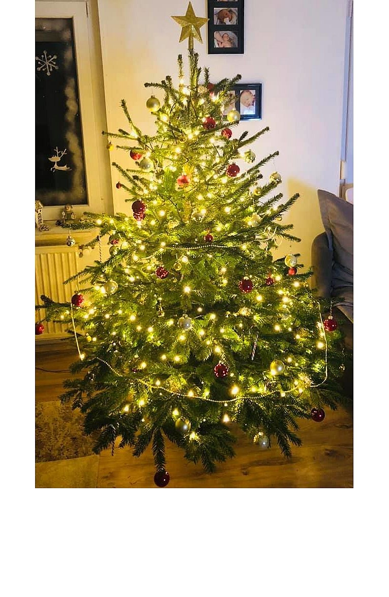 Weihnachtsbäume in Lippe