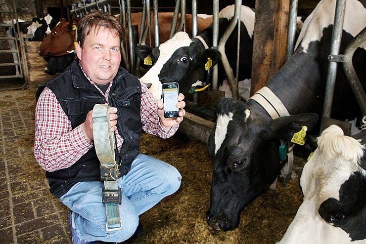 Landwirt Carsten Rethmeier hält sein Smartphone und einen Sender in der Hand, den seine Tiere, wie Milchkuh "Karneval" neben ihm, um den Hals tragen. Ist eine Kuh paarungsbereit, bekommt Rethmeier eine E-Mail. - © Foto: Bockwinkel