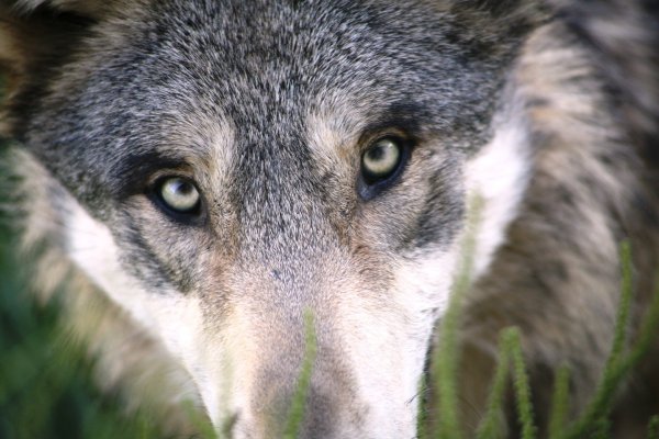 Ein Wolf ist auf dem Truppenübungsplatz Senne gesehen worden. - © Symbolfoto: Pixabay