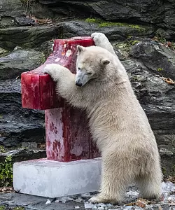 Erster Geburtstag von Eisb&auml;rin Hertha im Tierpark - &copy; Foto: Paul Zinken/dpa