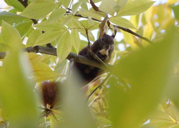 Eichhörnchen - © Foto: Andrea Warnecke