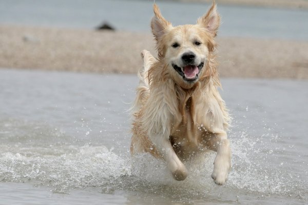 Hunde brauchen Zeit zum Abschütteln - © Foto: Fredrik von Erichsen/dpa