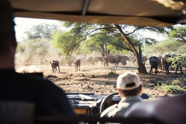 «Game», wie Wildtiere in Afrika genannt werden: Büffel und Breitmaulnashörner, gespottet von einem Safarifahrzeug in der Provinz Limpopo aus, auf die sich der Kruger-Park teils erstreckt. - © South African Tourism/dpa-tmn