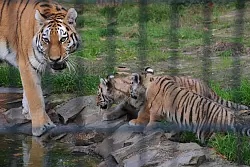 Der Tierpark Ströhen lädt Jung und Alt zu einem neuen Angebot ein. Auch Escape-Spiele sind jetzt möglich. - © Joern Spreen-Ledebur