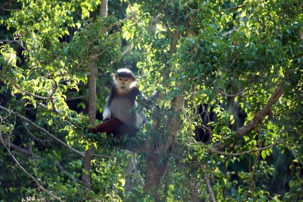 Rotschenklige Kleideraffen und andere ausgefallene Tierarten werden in Laos ab sofort besser geschützt. (Archivbild) - © Carola Frentzen/dpa