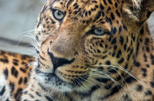 Leopard - © Foto: Jens Büttner/dpa-Zentralbild/ZB