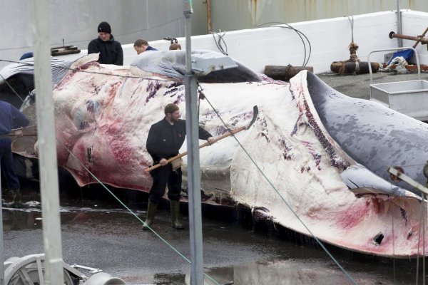 Dieser Finnwal wurde in Island gefangen. Auch Japan jagt wieder Finnwale. - © picture alliance / dpa
