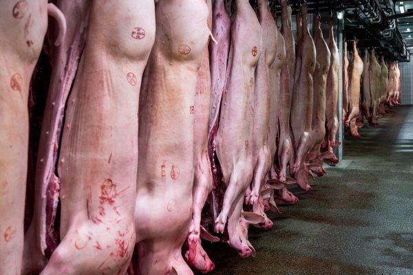 Schlachthöfe produzieren wieder mehr Schweinefleisch. (Archivbild) - © Daniel Vogl/dpa