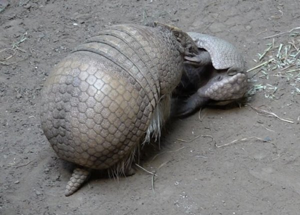 Ein weibliches, südliches Kugelgürteltier steht in seinem Gehege im Kölner Zoo bei seinem Jungtier. - © Sascha Thelen/dpa