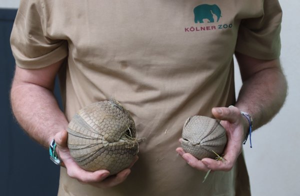 Ein Tierpfleger des Kölner Zoos hält ein junges, südliches Kugelgürteltier und dessen Muttertier (l.) in den Händen. - © Sascha Thelen/dpa