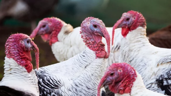 Truth&auml;hne - &copy; Foto: Jane Barlow/PA Wire/dpa