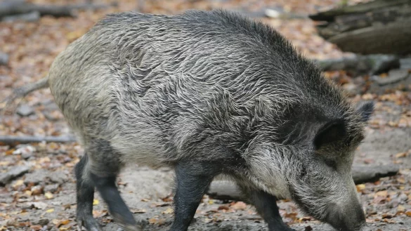 Im Visier: Eine Bache pflügt durch das Gelände. - © dpa