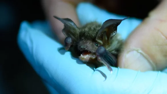 Fledermaus - &copy; Foto: Andreas Arnold/dpa