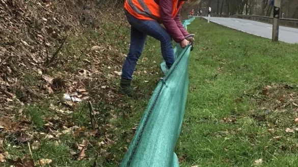 Vera Johanning hiflt dabei, an der Hauptstra&szlig;e zwischen Hohenhausen und Dalbke die Schutzz&auml;une auf aufzustellen. - &copy; Axel B&uuml;rger
