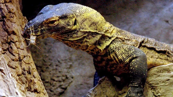 Komodo-Waran - &copy; Foto: epa efe Garriga