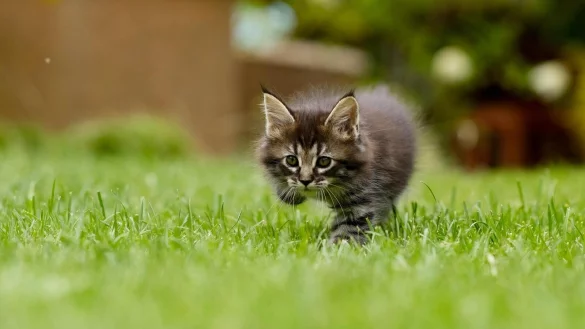 Katzen, die sich &uuml;berwiegend im Freien aufhalten (Freig&auml;nger), m&uuml;ssen nach der jetzt vom Kreis Lippe beschlossenen Verordnung kastriert werden. - &copy; Symbolbild Pixabay