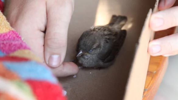 Spatz "Jimmy" f&uuml;hlt sich im Karton wohl. - &copy; Vera Gerstendorf-Welle