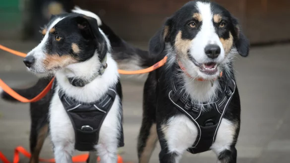 Mutter Prinzessa (2) und Tochter Kira (1) sind eine Mischung aus Podenco und Border Collie. Die beiden sind zwei echte Powerhunde, die sehr aneinander h&auml;ngen. - &copy; Andreas Fr&uuml;cht