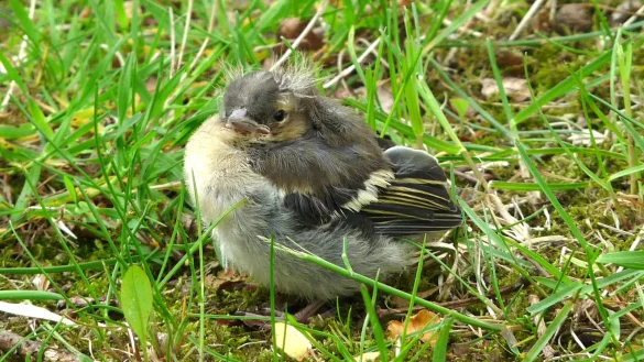 Wartet auf Futter: Scheinbar allein gelassene Jungv&ouml;gel, wie dieser Buchfink, stehen oft durch Rufe mit ihren Eltern in Kontakt und werden weiterhin versorgt. - &copy; Kreis Lippe