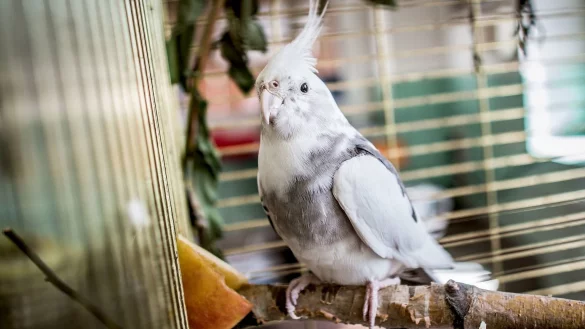 Zierv&ouml;gel sind beliebte Haustiere - &copy; Foto: Frank Rumpenhorst/dpa-tmn