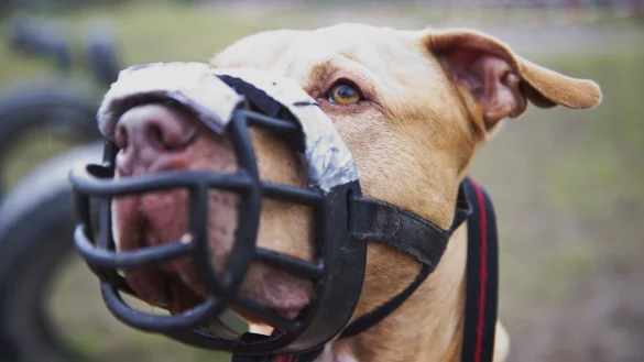 Unterwegs mit dem Hund - &copy; Foto: Christina Sabrowsky/dpa
